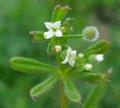 Galium aparine